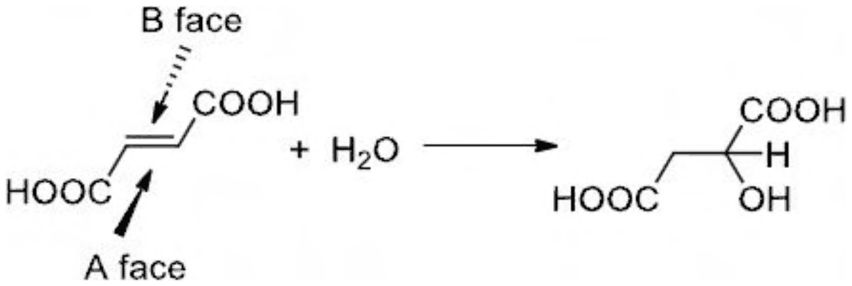 Fumaric acid drawn in the plane of the page, with the A face arrow in front (bold) and the B face arrow behind (hashed), adds water to give malic acid