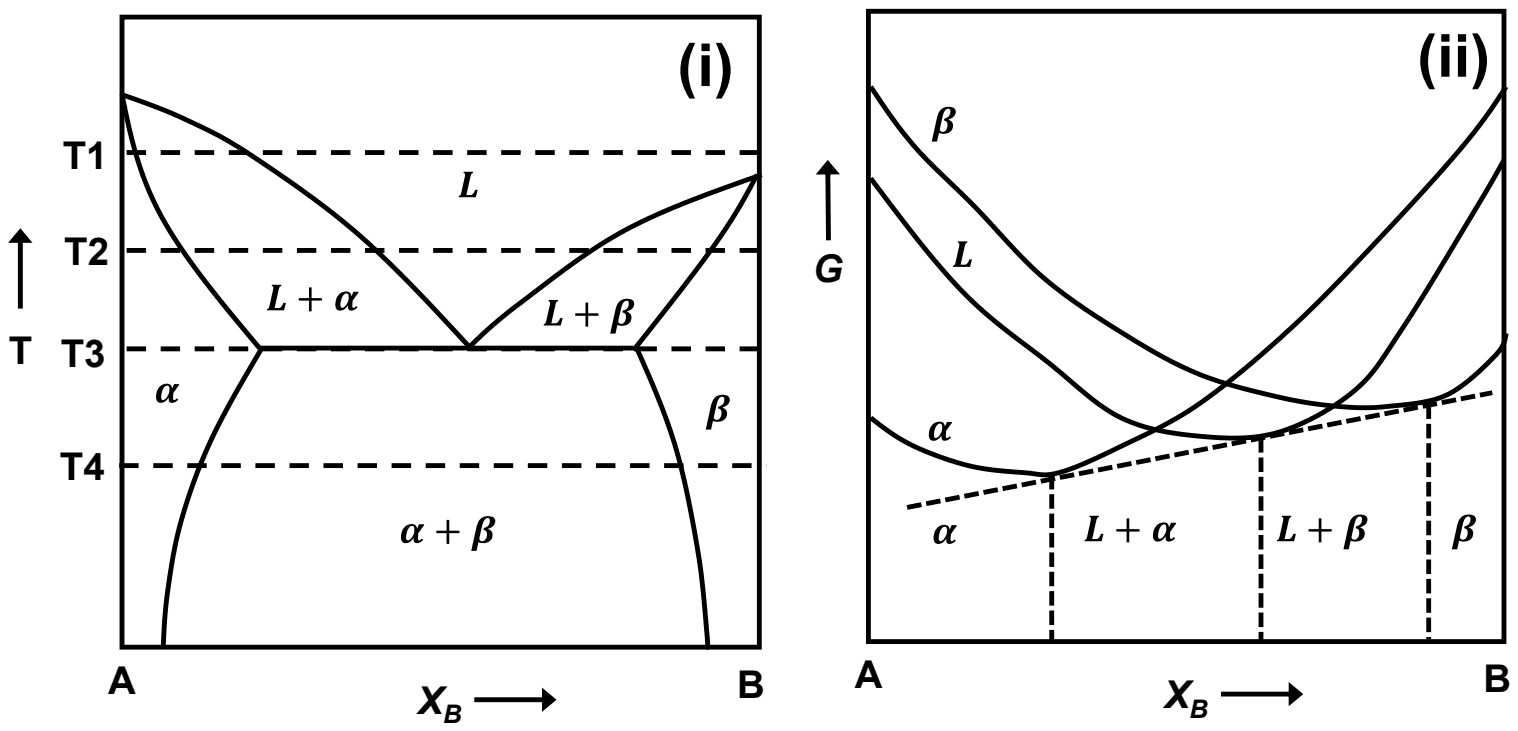 (i) A eutectic phase diagram of A and B with temperatures T1 to T4 marked, T3 at the eutectic line. (ii) Free energy curves of alpha, L and beta against composition, with a single dashed common tangent touching all three; regions labelled alpha, L plus alpha, L plus beta and beta