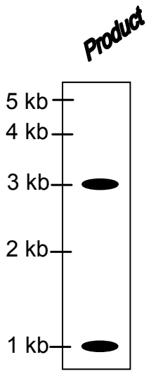 Autoradiogram lane labelled Product with two bands, at 3 kb and 1 kb, beside a 5, 4, 3, 2 and 1 kb scale