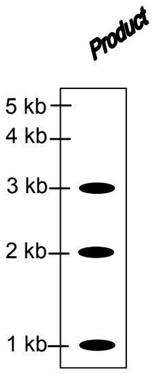 Autoradiogram lane labelled Product with three bands, at 3 kb, 2 kb and 1 kb, beside a 5, 4, 3, 2 and 1 kb scale