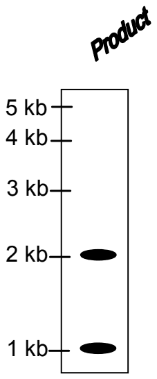 Autoradiogram lane labelled Product with two bands, at 2 kb and 1 kb, beside a 5, 4, 3, 2 and 1 kb scale