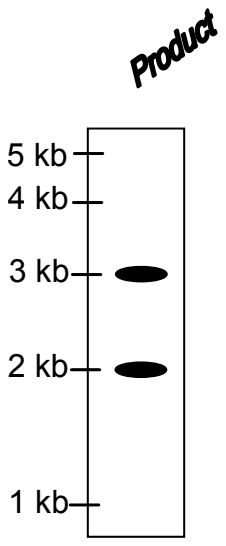Autoradiogram lane labelled Product with two bands, at 3 kb and 2 kb, beside a 5, 4, 3, 2 and 1 kb scale