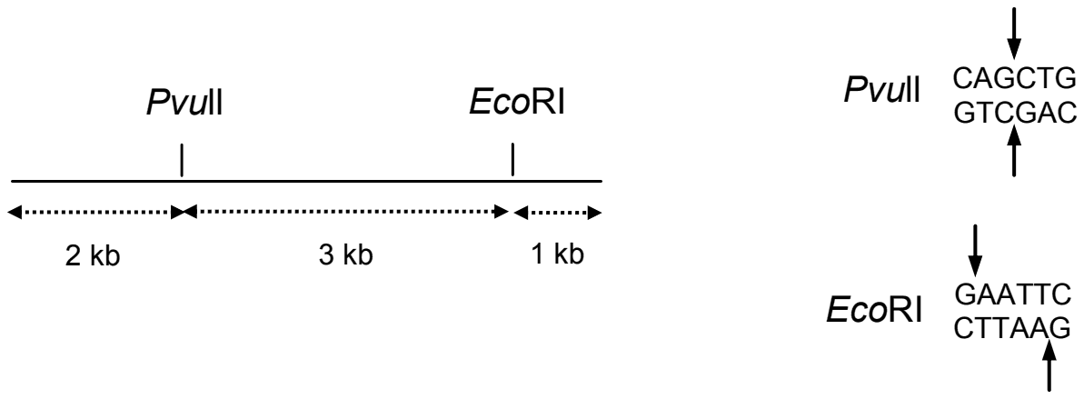 DNA map: PvuII site 2 kb from the left end, EcoRI 3 kb further, 1 kb to the right end; PvuII cuts CAG/CTG, EcoRI cuts G/AATTC