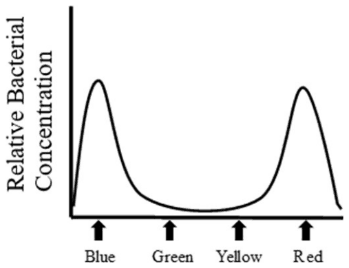 Bacterial concentration against position with peaks at Blue and Red and almost none at Green and Yellow