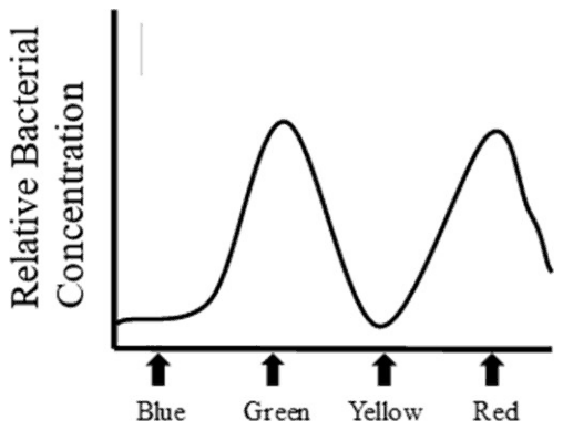 Bacterial concentration against position with peaks at Green and Red and a minimum at Yellow
