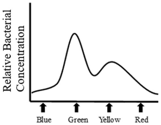 Bacterial concentration against position with a tall peak at Green, a smaller broad peak at Yellow and low values at Blue and Red
