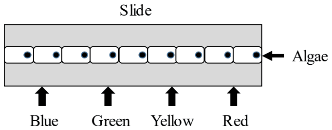 Algal filament lit at Blue, Green, Yellow, Red