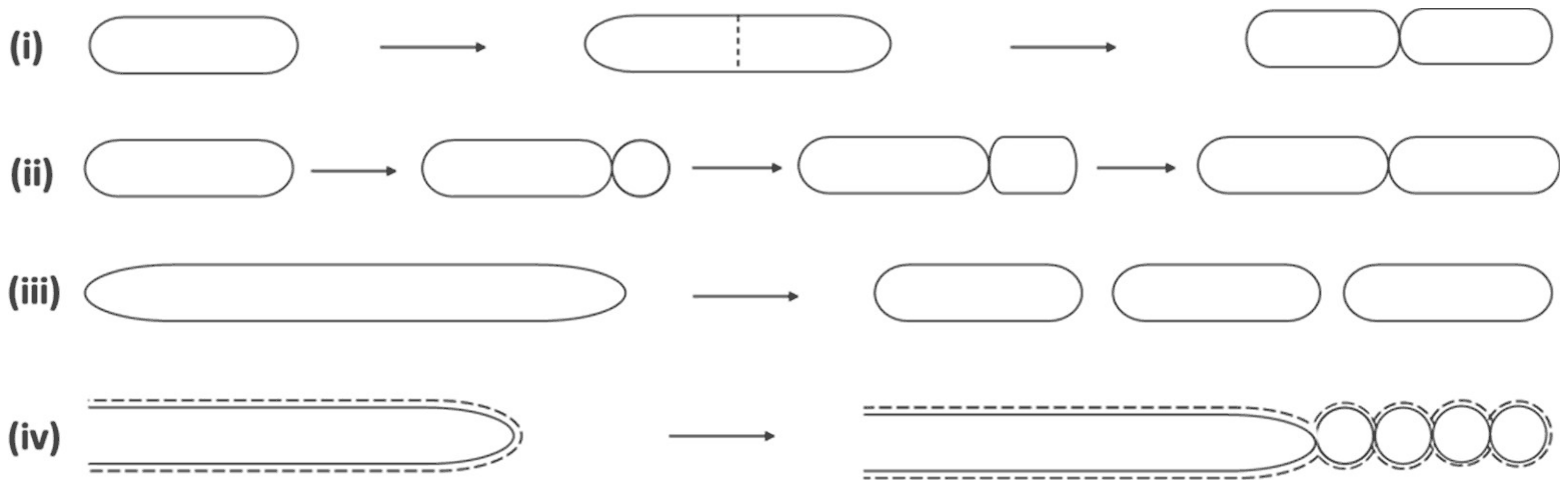 Four modes of cell division: (i) a rod elongates and splits into two equal cells; (ii) a rod forms a small bud at one end that grows into a second cell; (iii) a long filament breaks into three separate rods; (iv) a sheathed hypha forms a chain of round spores at its tip
