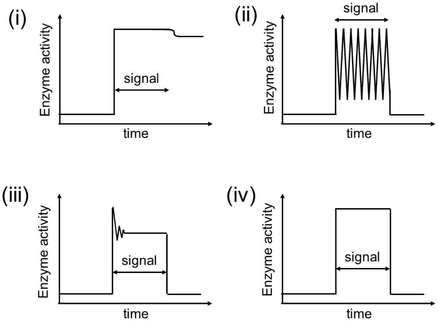 Four enzyme activity versus time plots: (i) stays high after the signal ends; (ii) oscillates during the signal; (iii) overshoots then settles until the signal ends; (iv) a square pulse matching the signal
