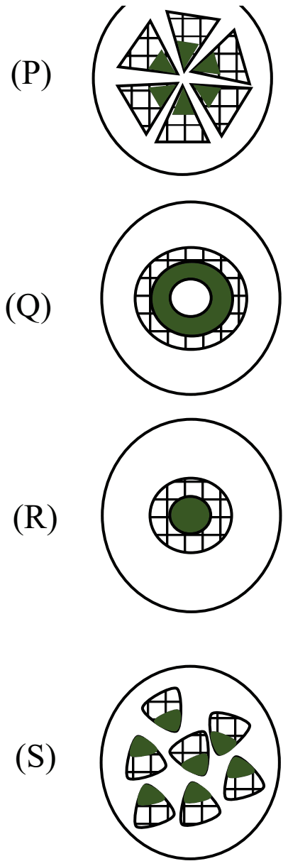 Four stem cross-sections: P a ring of separate wedge-shaped bundles, xylem inside phloem; Q a central pith ringed by xylem with phloem outside; R a solid central xylem core surrounded by phloem; S many bundles scattered through the section