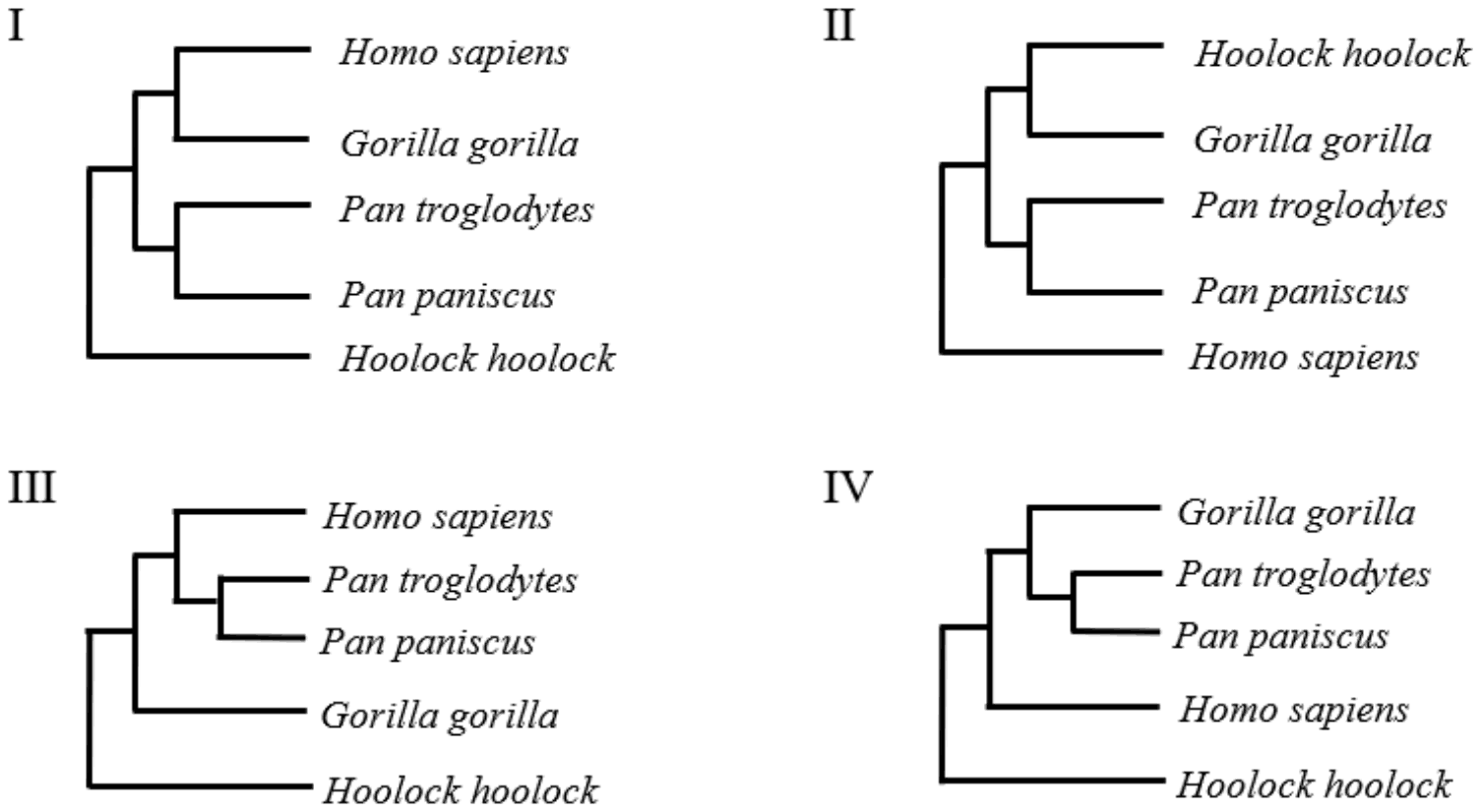 Four rooted trees I to IV of Homo sapiens, Pan troglodytes, Pan paniscus, Gorilla gorilla and Hoolock hoolock. III groups Homo with the two Pan species, then Gorilla, with Hoolock outermost; I pairs Homo with Gorilla; II roots on Homo; IV pairs Gorilla with Pan.