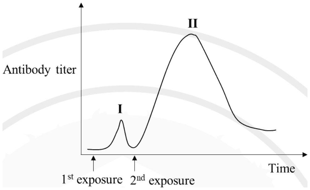 Antibody titer against time with arrows for the 1st and 2nd exposure: a small peak I follows the 1st exposure and a much higher, broader peak II follows the 2nd exposure
