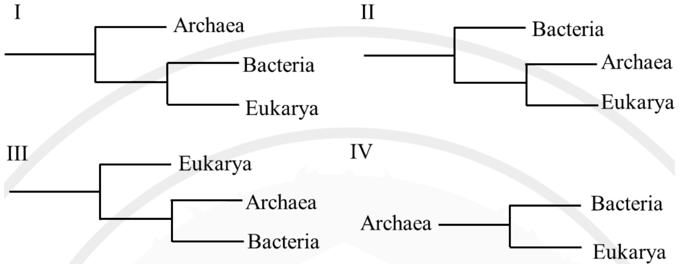 Four trees. I: Archaea branches first, Bacteria and Eukarya are sisters. II: Bacteria branches first, Archaea and Eukarya are sisters. III: Eukarya branches first, Archaea and Bacteria are sisters. IV: Archaea leads to a node splitting Bacteria and Eukarya