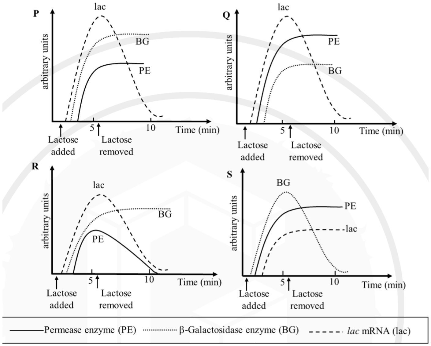 Four plots P, Q, R and S of lac mRNA (dashed), beta-galactosidase (dotted) and permease (solid) against time, with lactose added at time 0 and removed at about 5 min