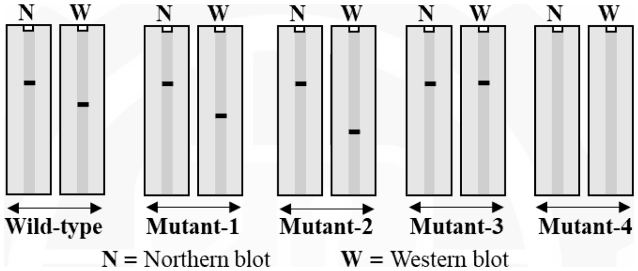 Paired Northern (N) and Western (W) blot lanes for the wild-type and Mutant-1 to Mutant-4; Mutant-4 shows no band in either lane